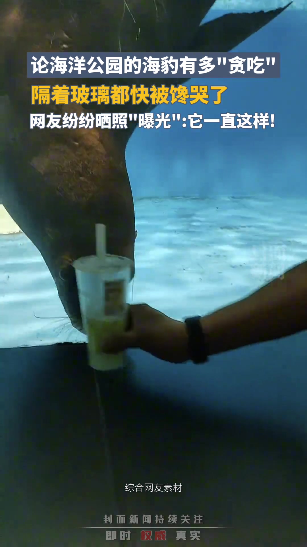 海洋公园的海豹有多“贪吃”，隔着玻璃都快被馋哭了