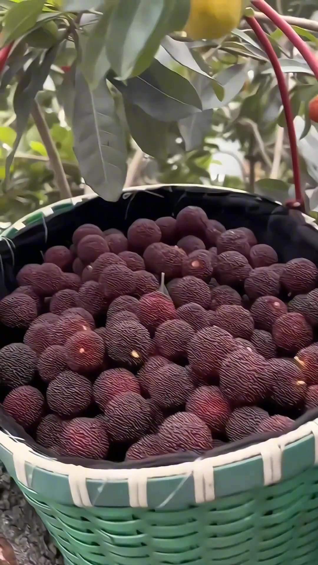 馋到一个是一个 吃杨梅的季节