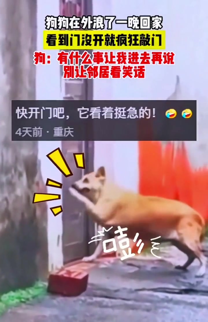 狗子在外浪了一晚回家，看到门没开就疯狂敲门