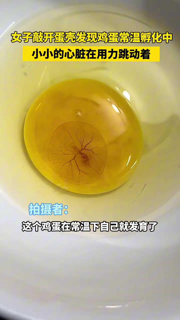 小小心脏在用力跳动着！女子开蛋发现鸡蛋常温孵化中！