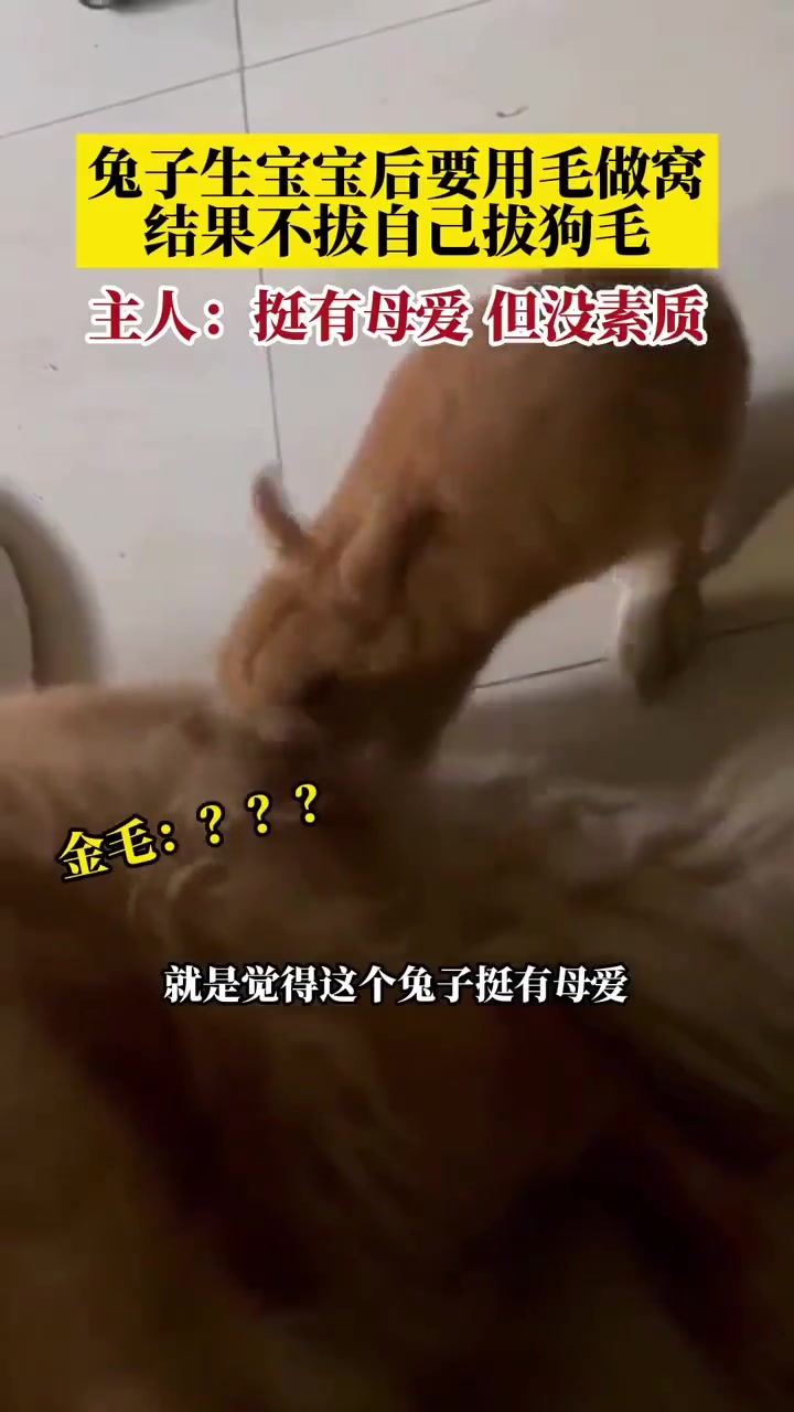 挺有母爱！但没素质！