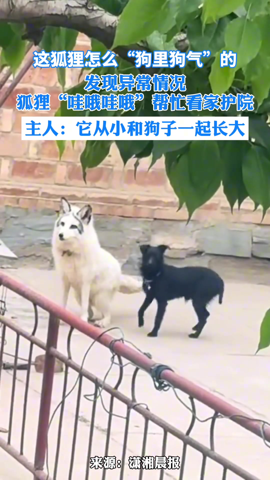 得，正宗的“狐朋狗友”