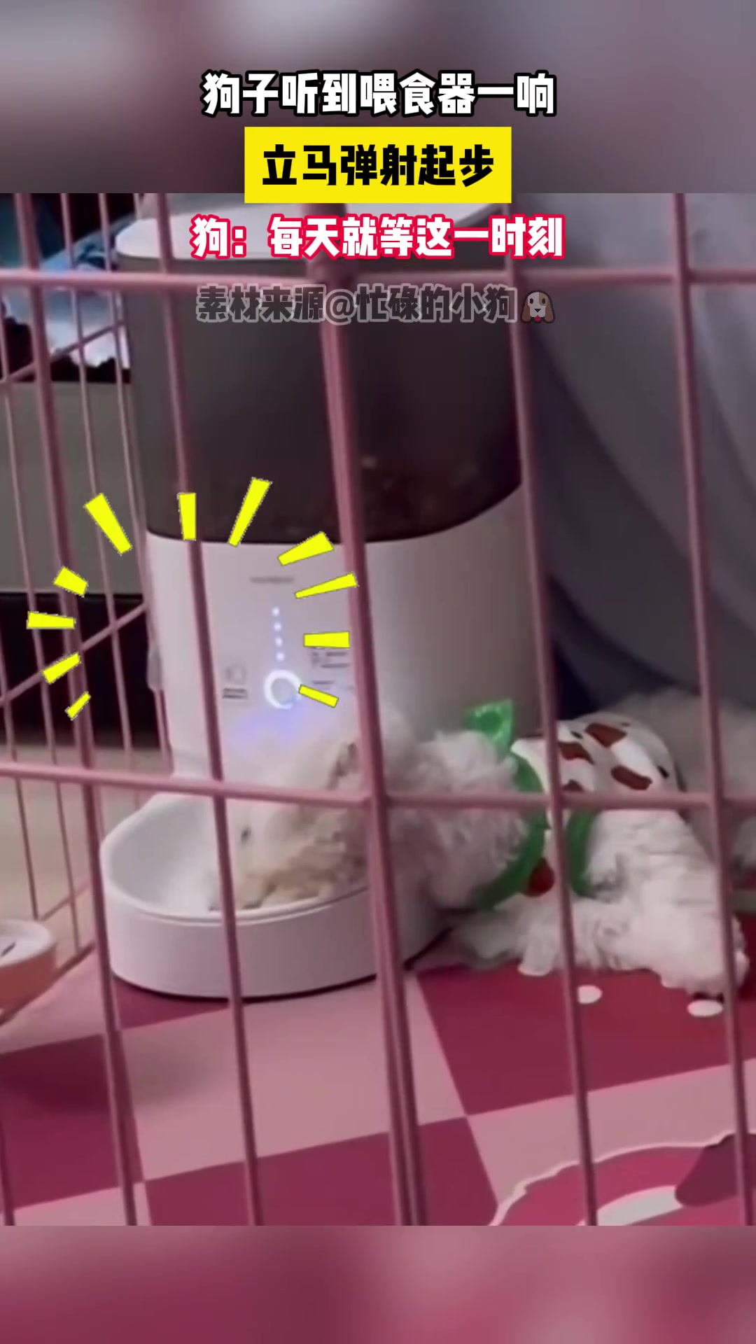 狗：每天就等这一时刻