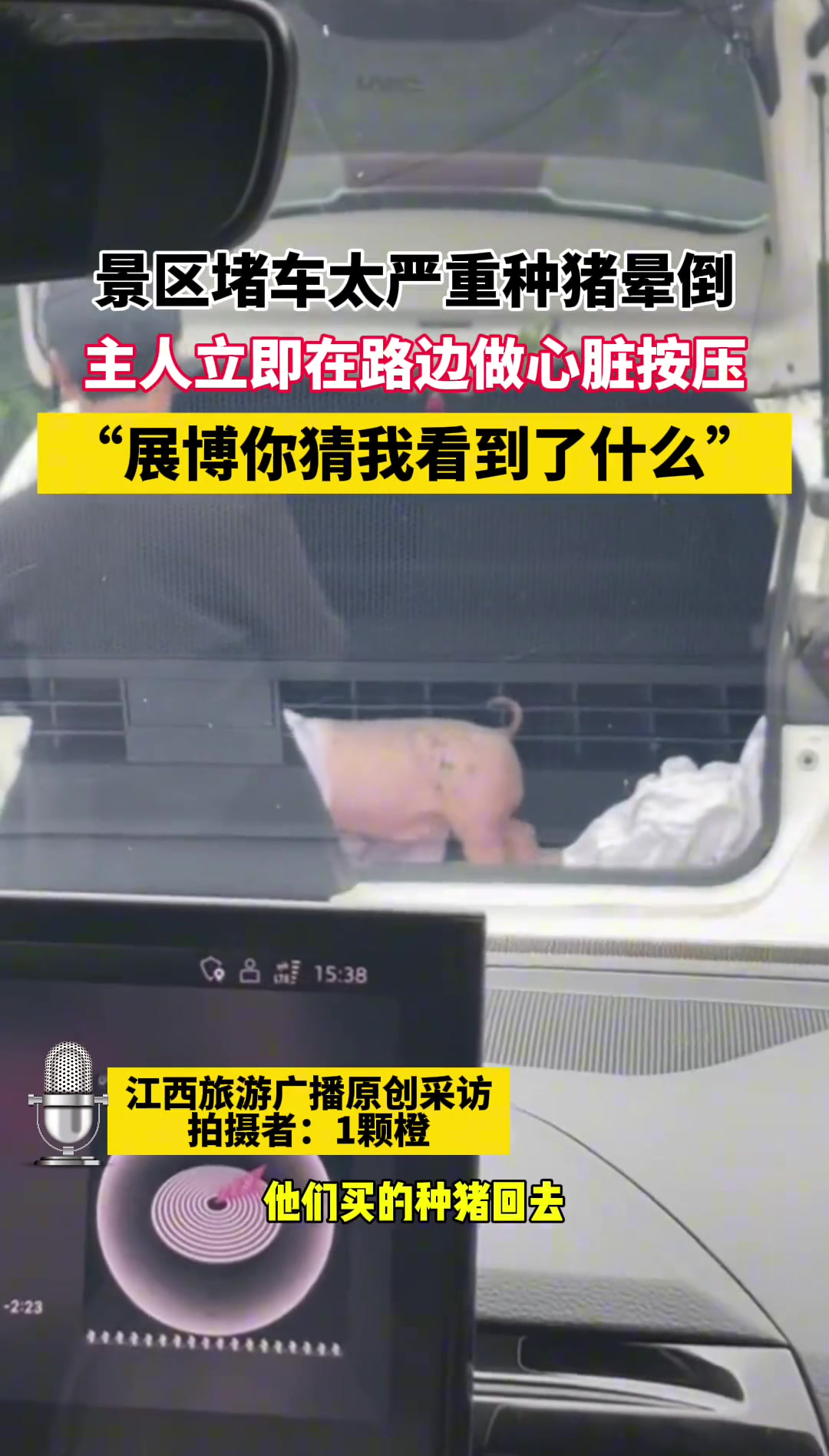 景区堵车太严重种猪晕倒 主人立即在路边做心脏按压