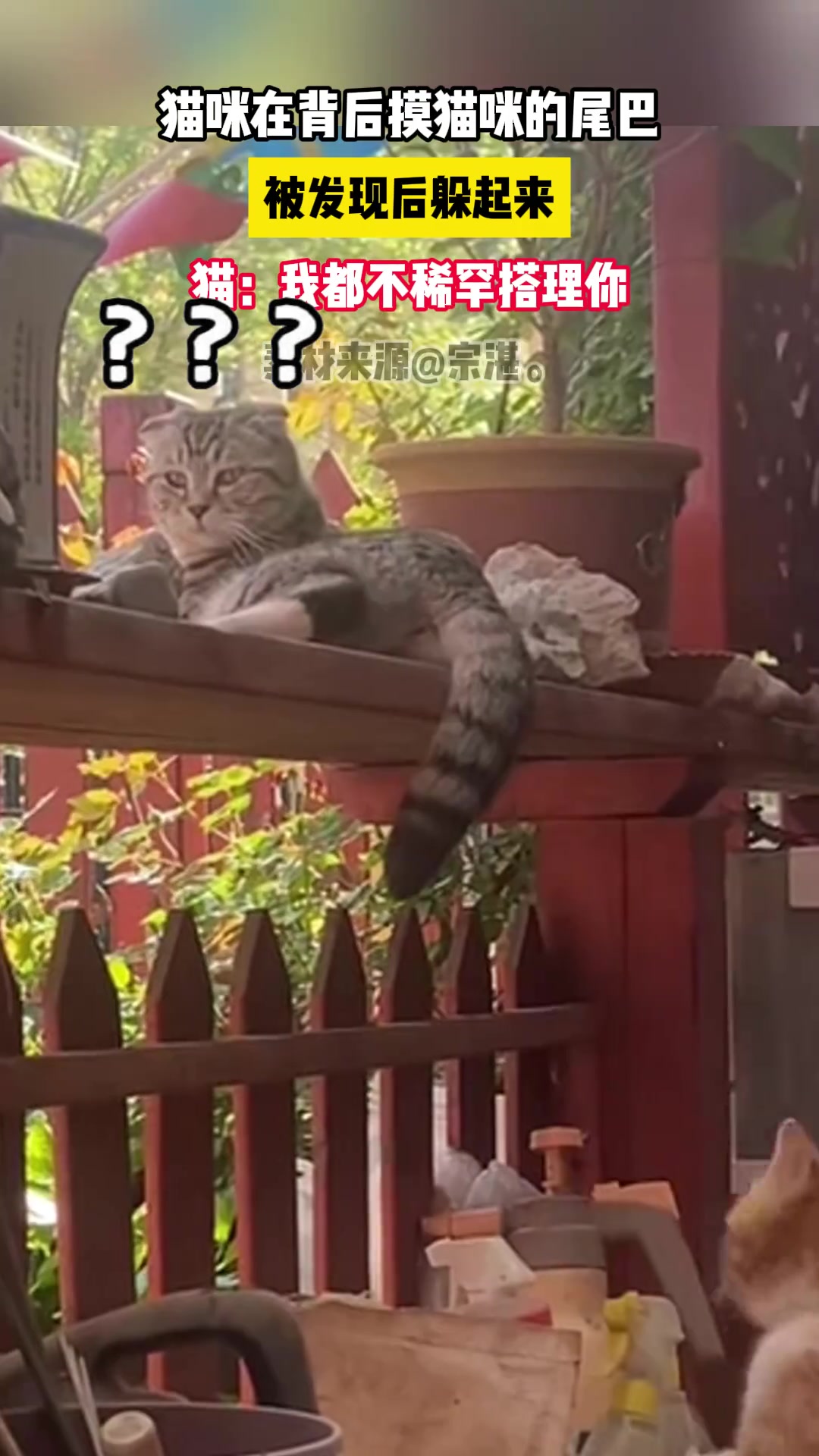 猫咪在背后摸猫咪的尾巴 猫：我都不稀罕搭理你