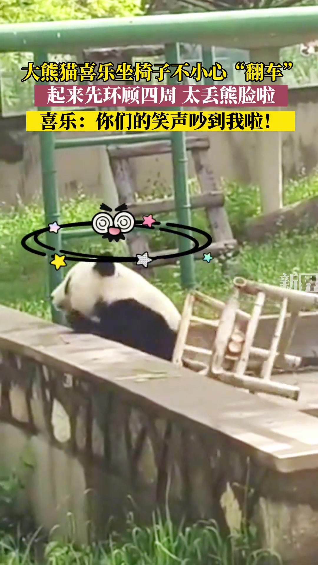 大熊猫喜乐坐椅子不小心“翻车”