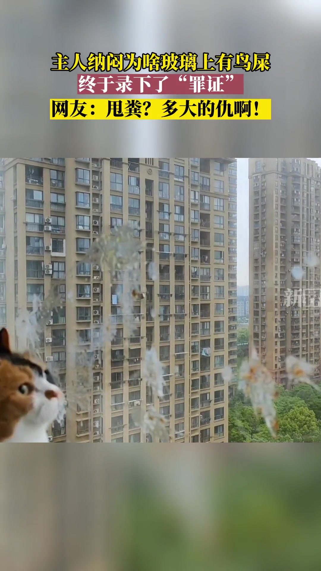 这个事要问你家猫咪