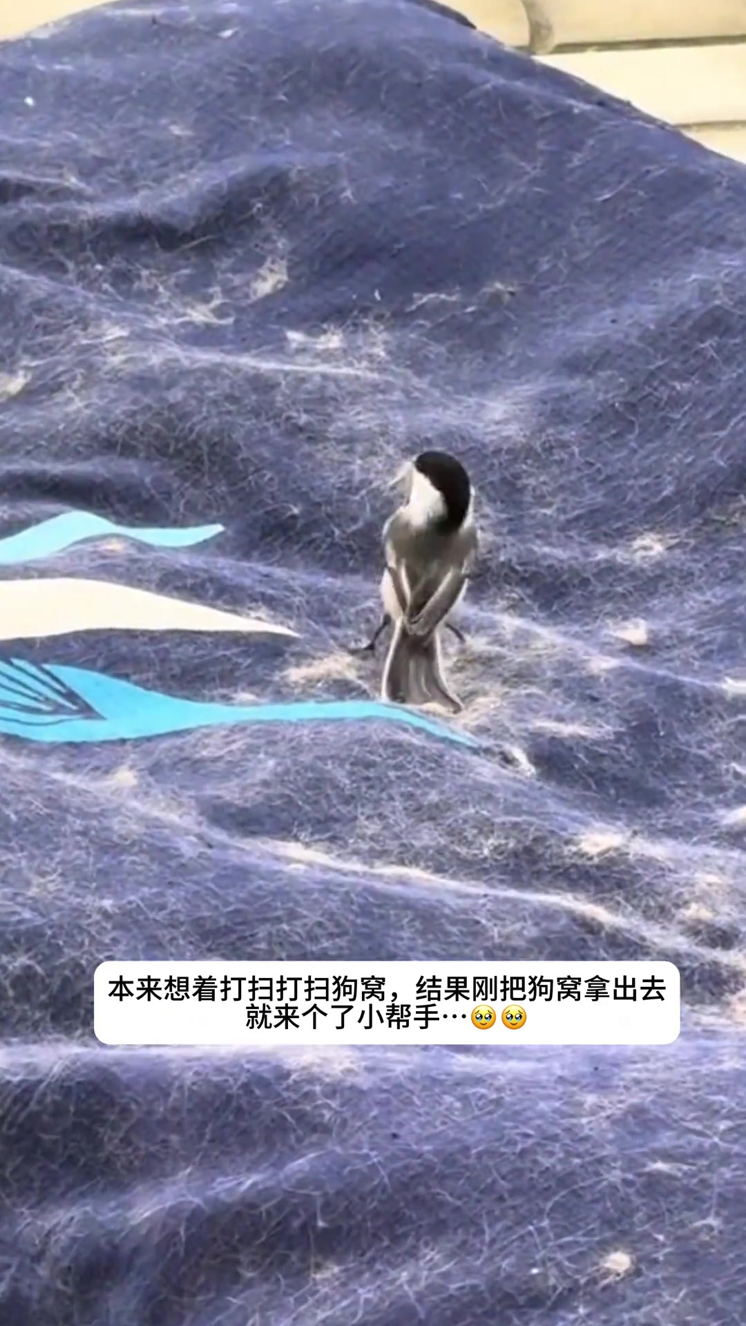 小鸟：家里咋一股子狗味