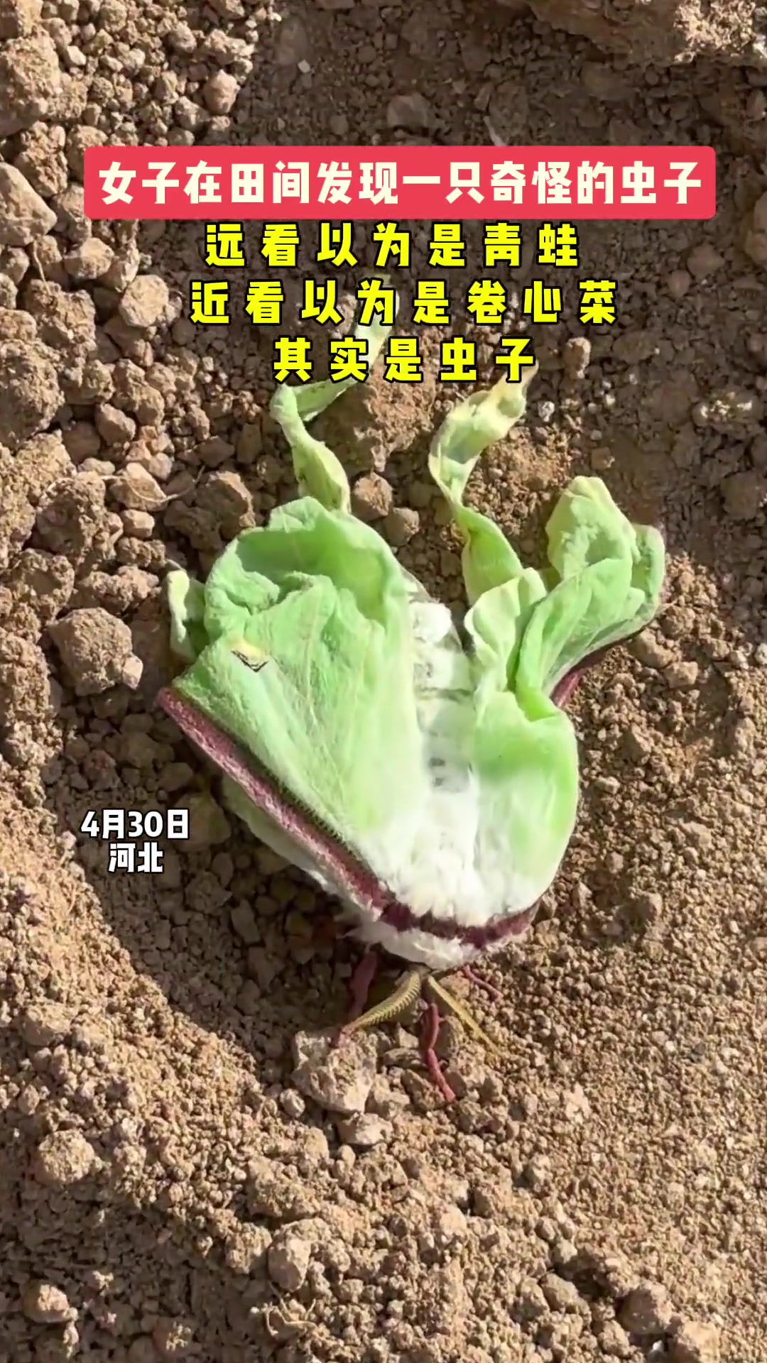初看以为是青蛙，再看以为是卷心菜，结果是虫子！！！