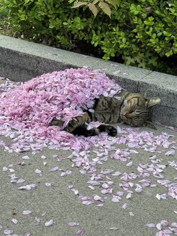 猫学长逐渐猪化