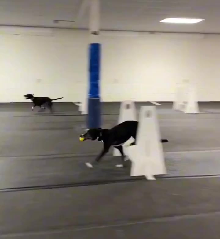 长腿靠蹬。短腿靠飞！