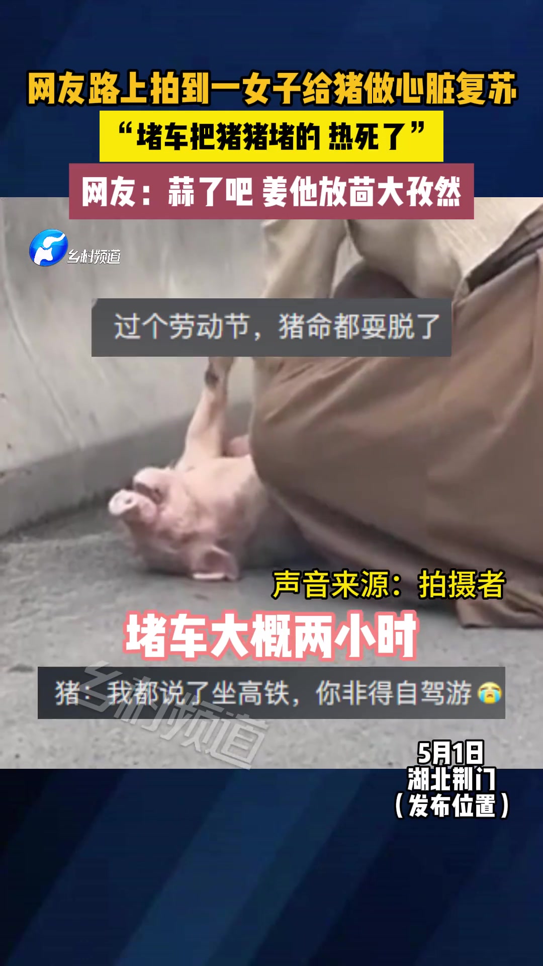 五一假期大堵车，猪放在后备箱热的被闷晕了过去