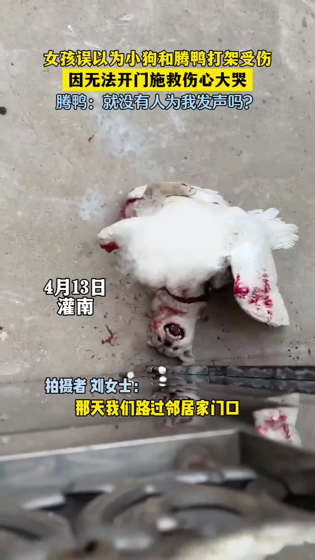 鸭子：建议保护动物时要一视同仁奥