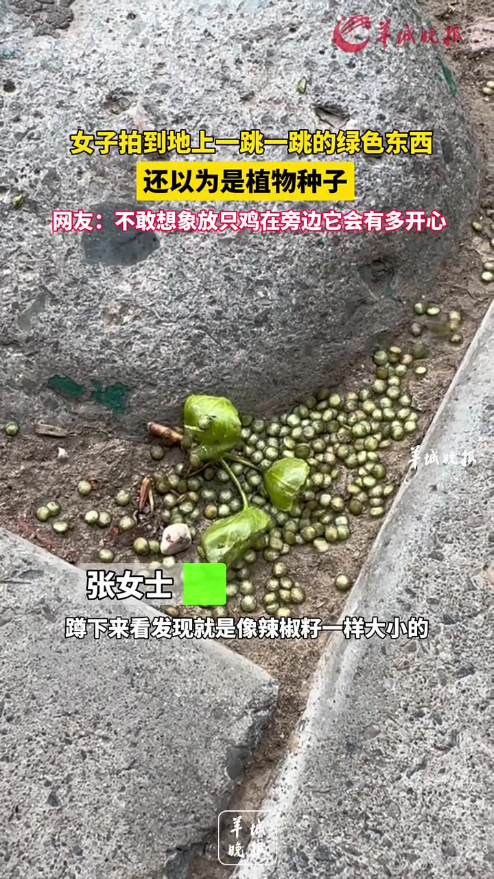 还以为是活的！纯天然跳跳糖！