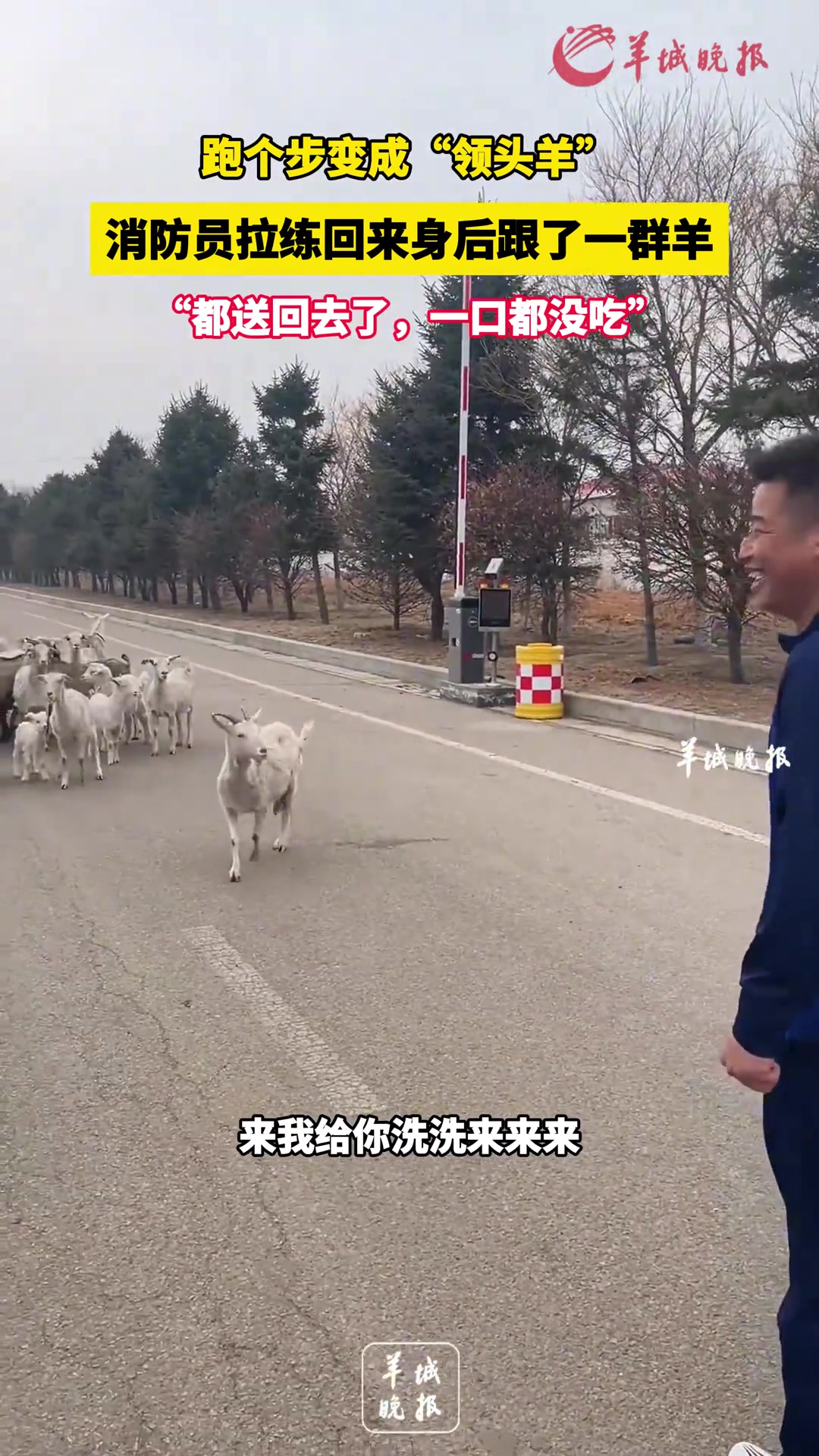 跑个步变成“领头羊” 消防员拉练回来身后跟了一群羊
