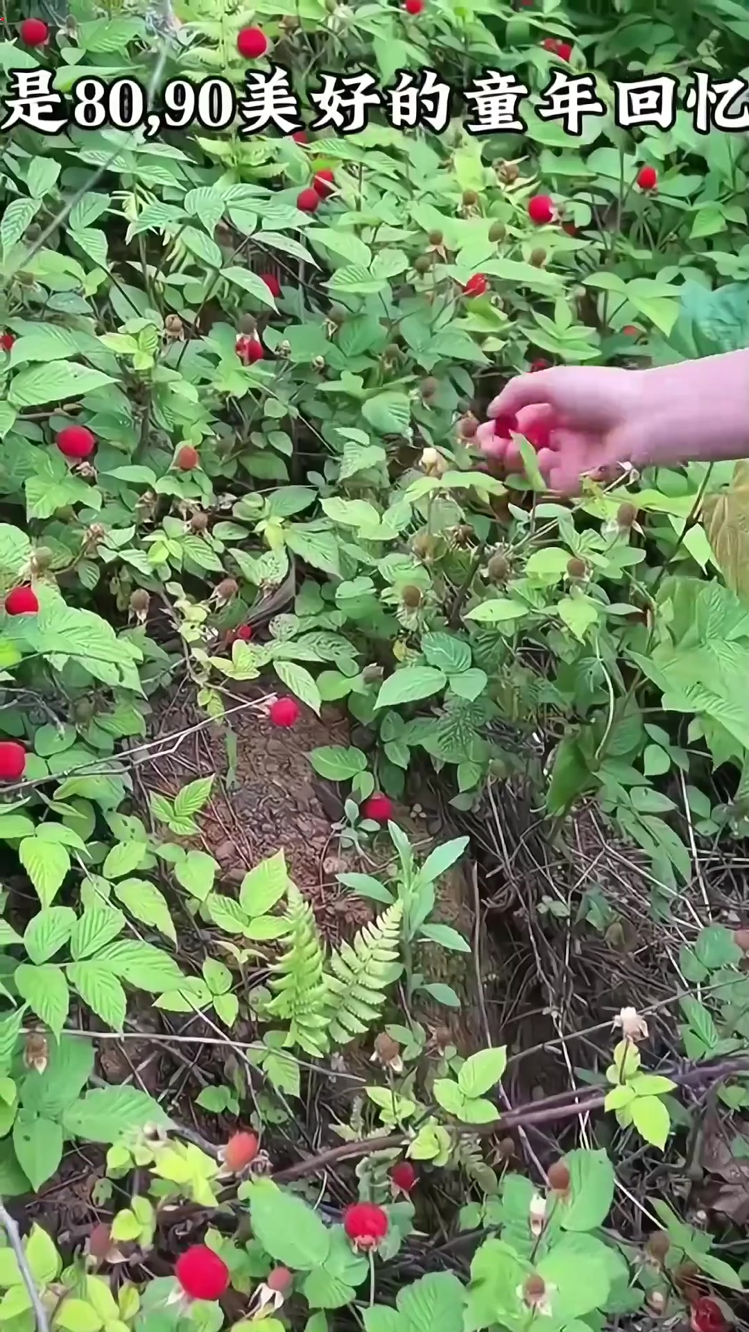 童年的味道你还记得吗?你多久没吃过了