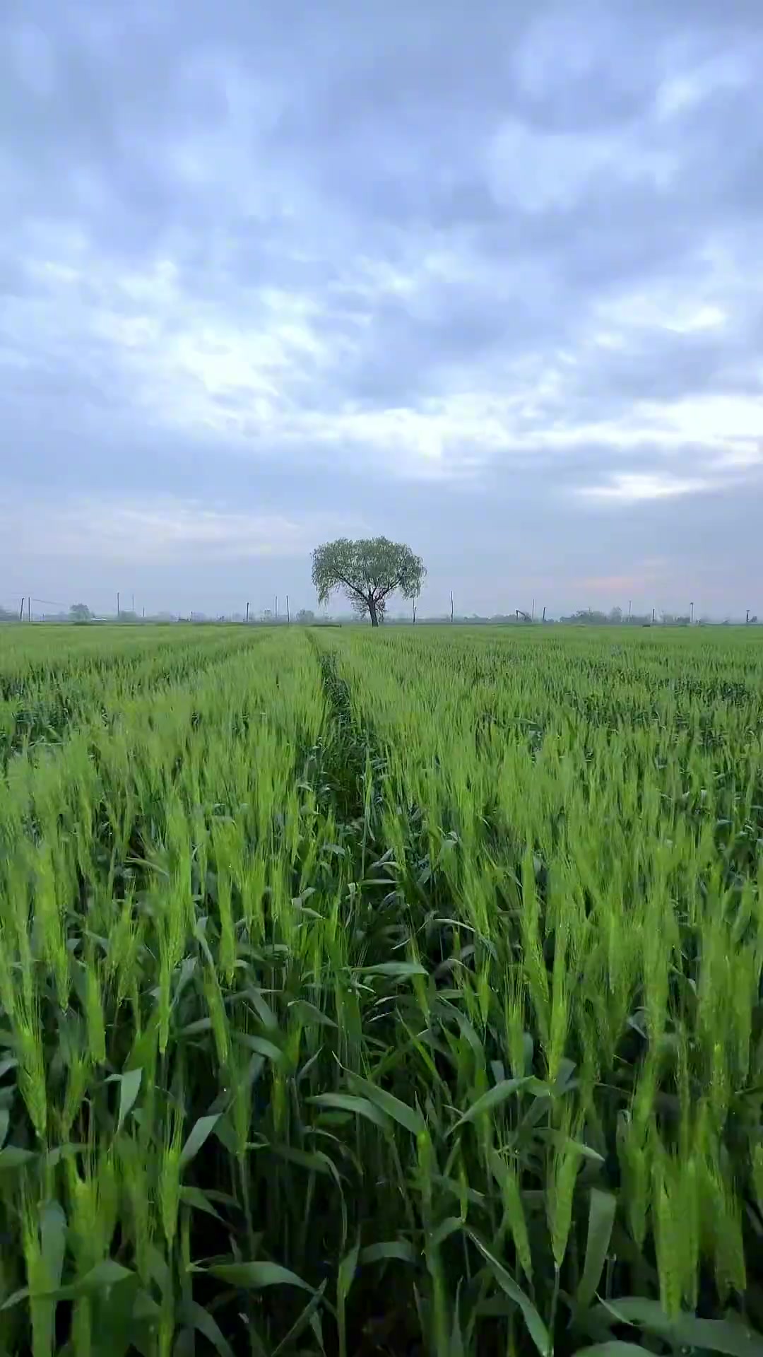 喜欢田间地头的风景 那里有我们美好的童年回忆