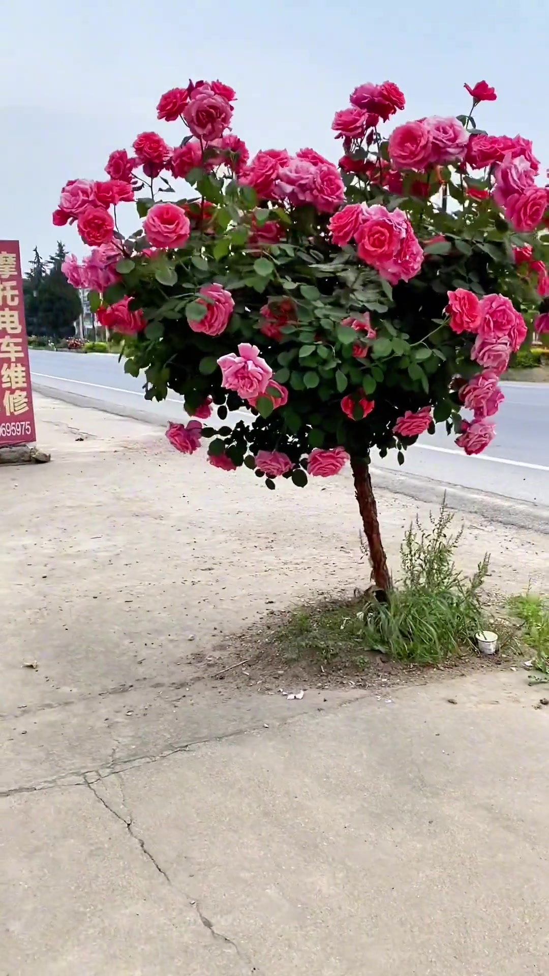 长在马路边 棒棒糖月季