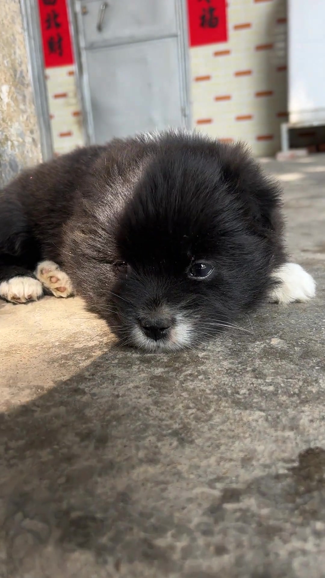 你说狗狗在想什么
