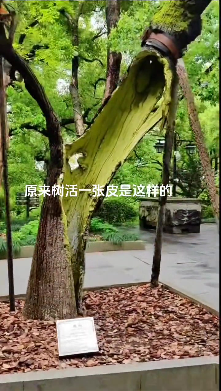 树活一张皮（物理）