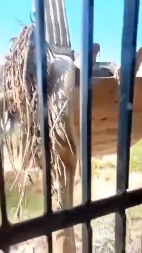 这体型怕是要渡劫了