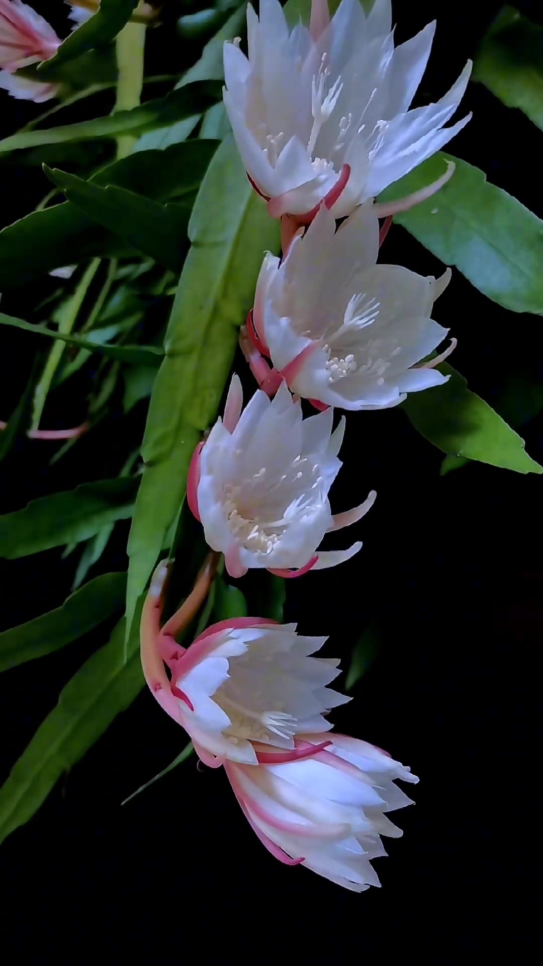 小叶昙花盛开 所有美好皆如约而至