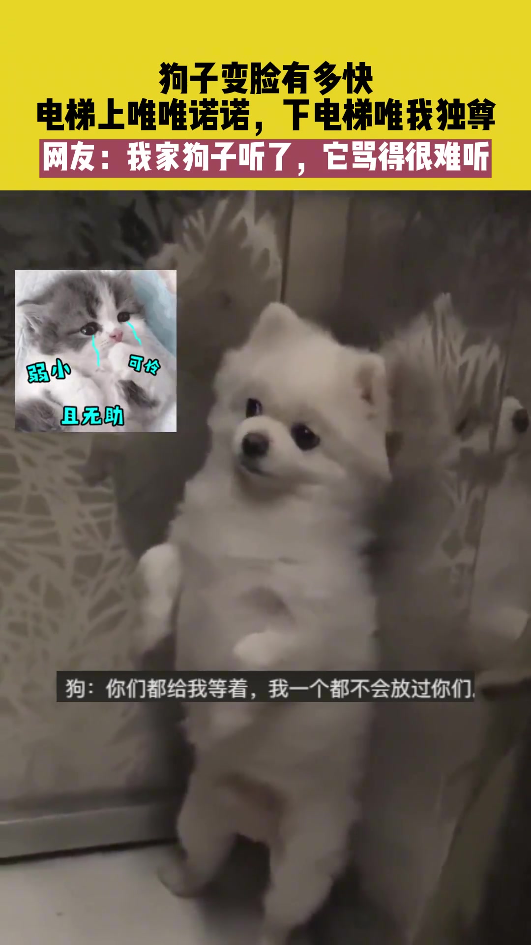狗子变脸有多快，电梯上唯唯诺诺，下电梯唯我独尊