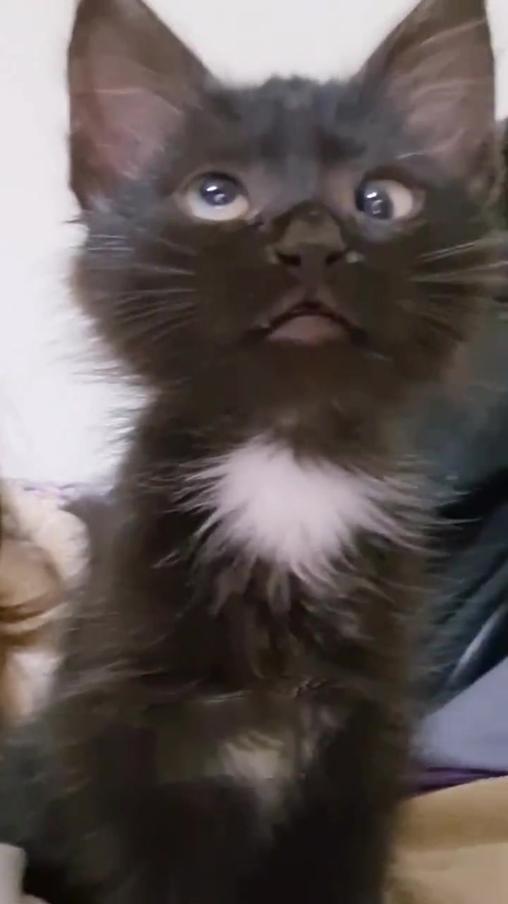 看上去不是很聪明的样子