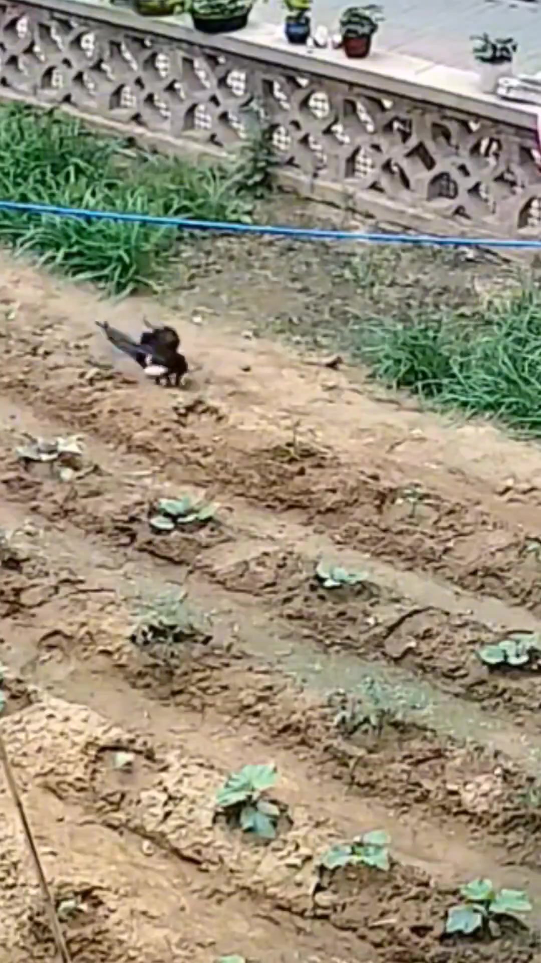 都说老鹰抓小鸡，见过喜鹊抓小鸡吗？