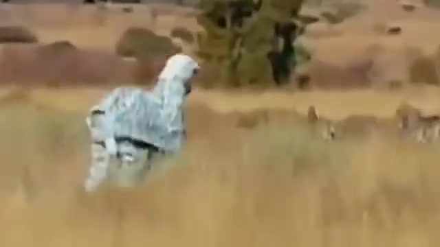 狮子：让我看看怎么个事儿