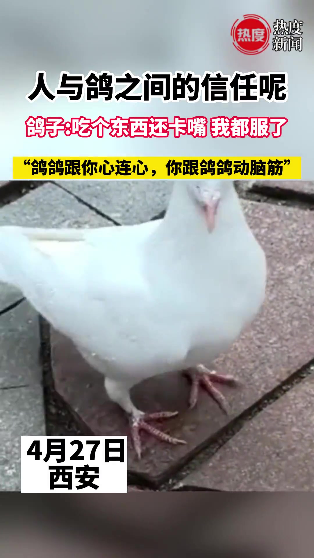 鸽子：吃个东西还卡嘴，我都服了