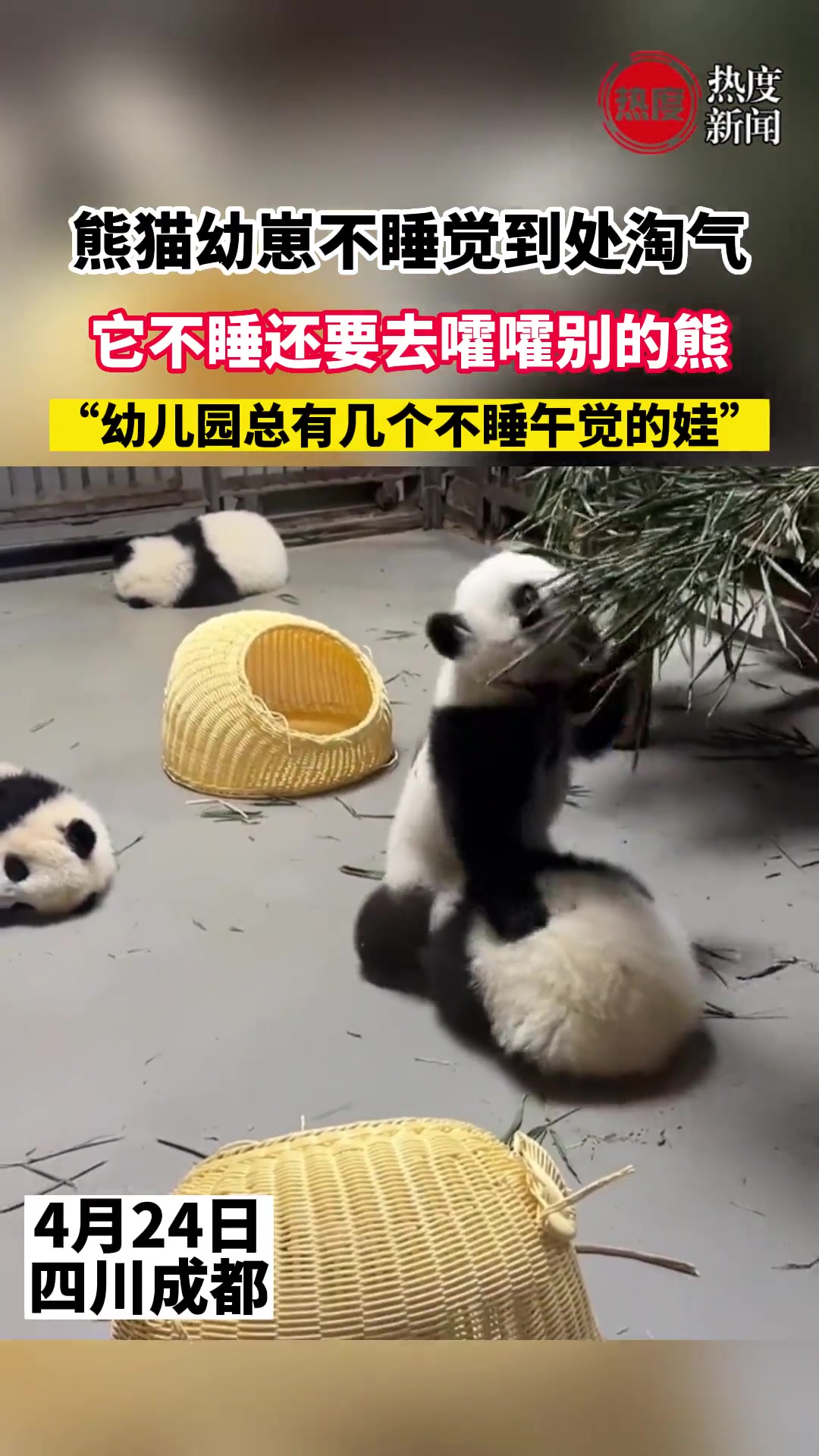 自己不睡还要去嚯嚯别的熊猫，真是淘气