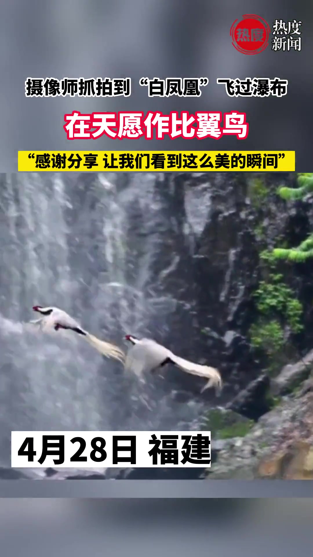 这就是传说中的比翼双飞吗？