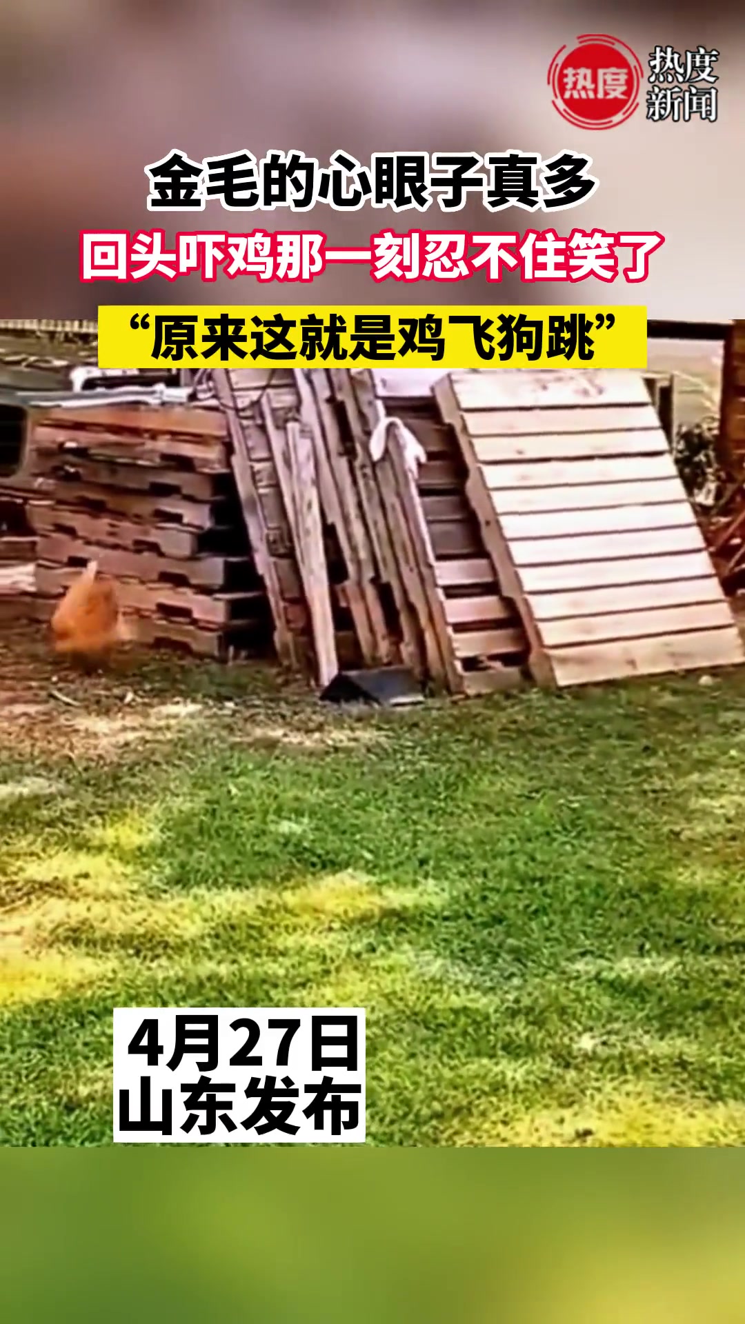 原来这就是“鸡飞狗跳”啊