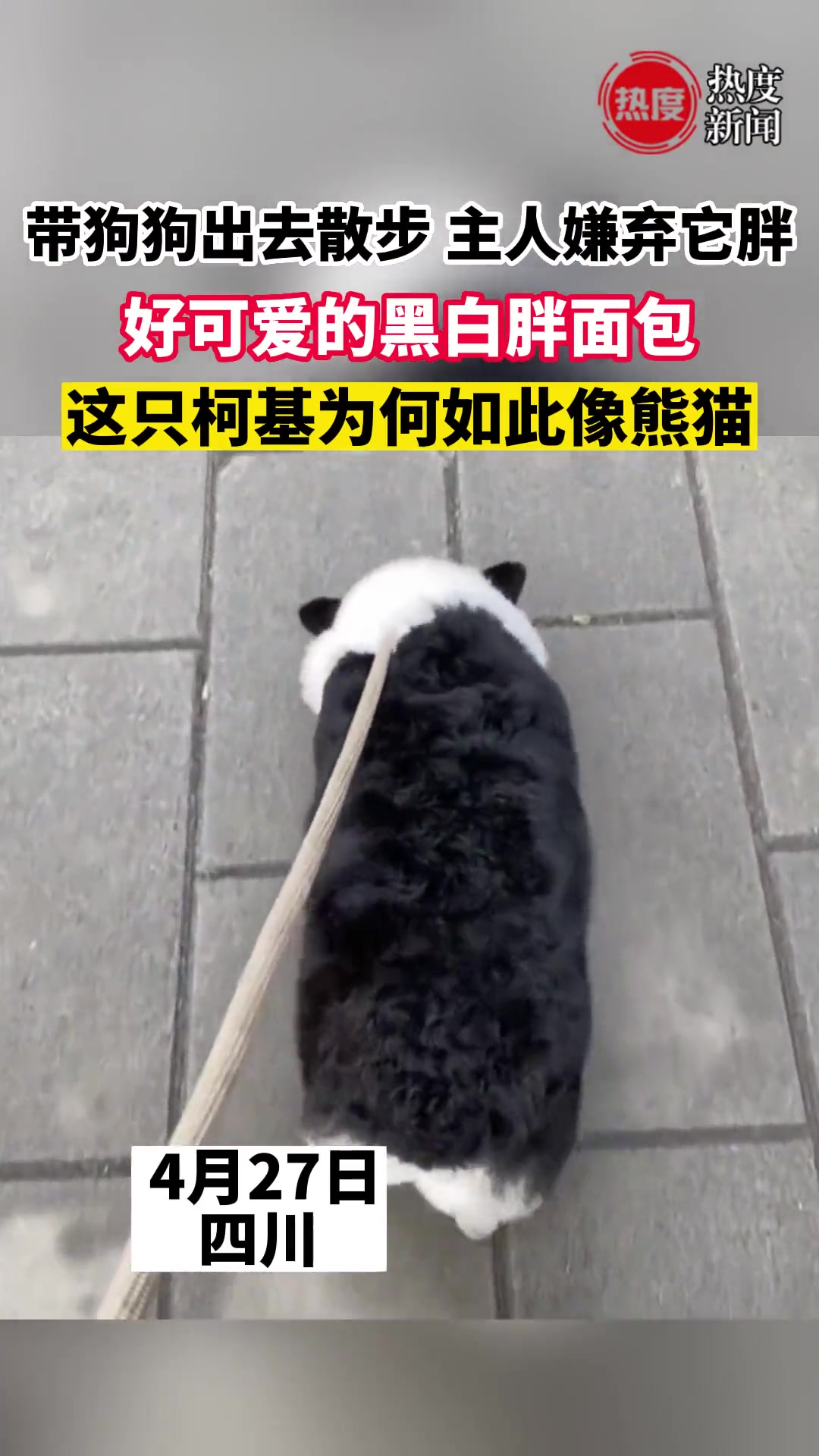 到底是熊猫出了轨，还是柯基劈了腿