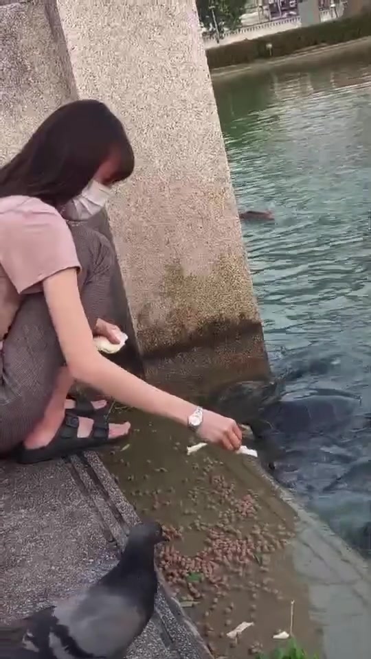 蜥蜴：还有人给打窝