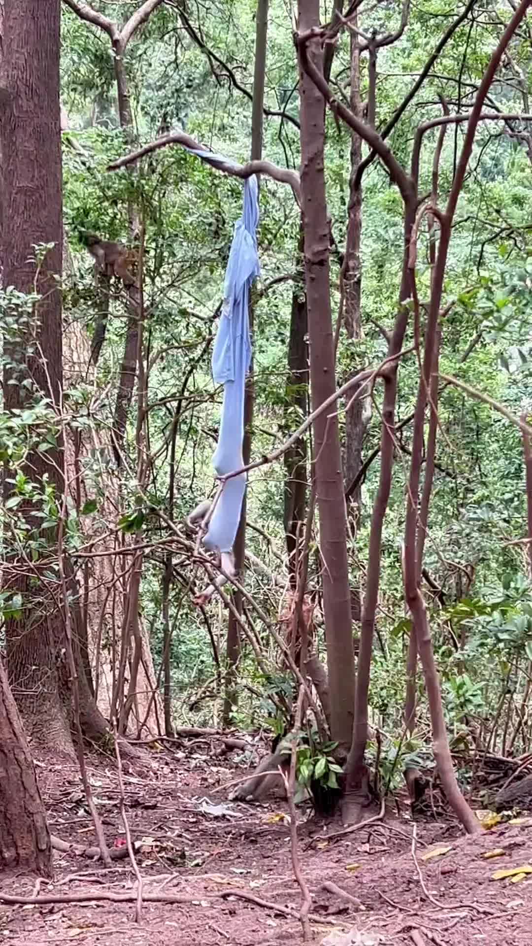 还以为哪位高人在大自然里练空中瑜伽
