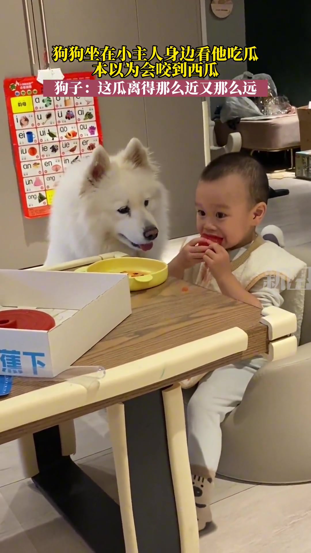 狗子：这瓜离得那么近，却又那么远