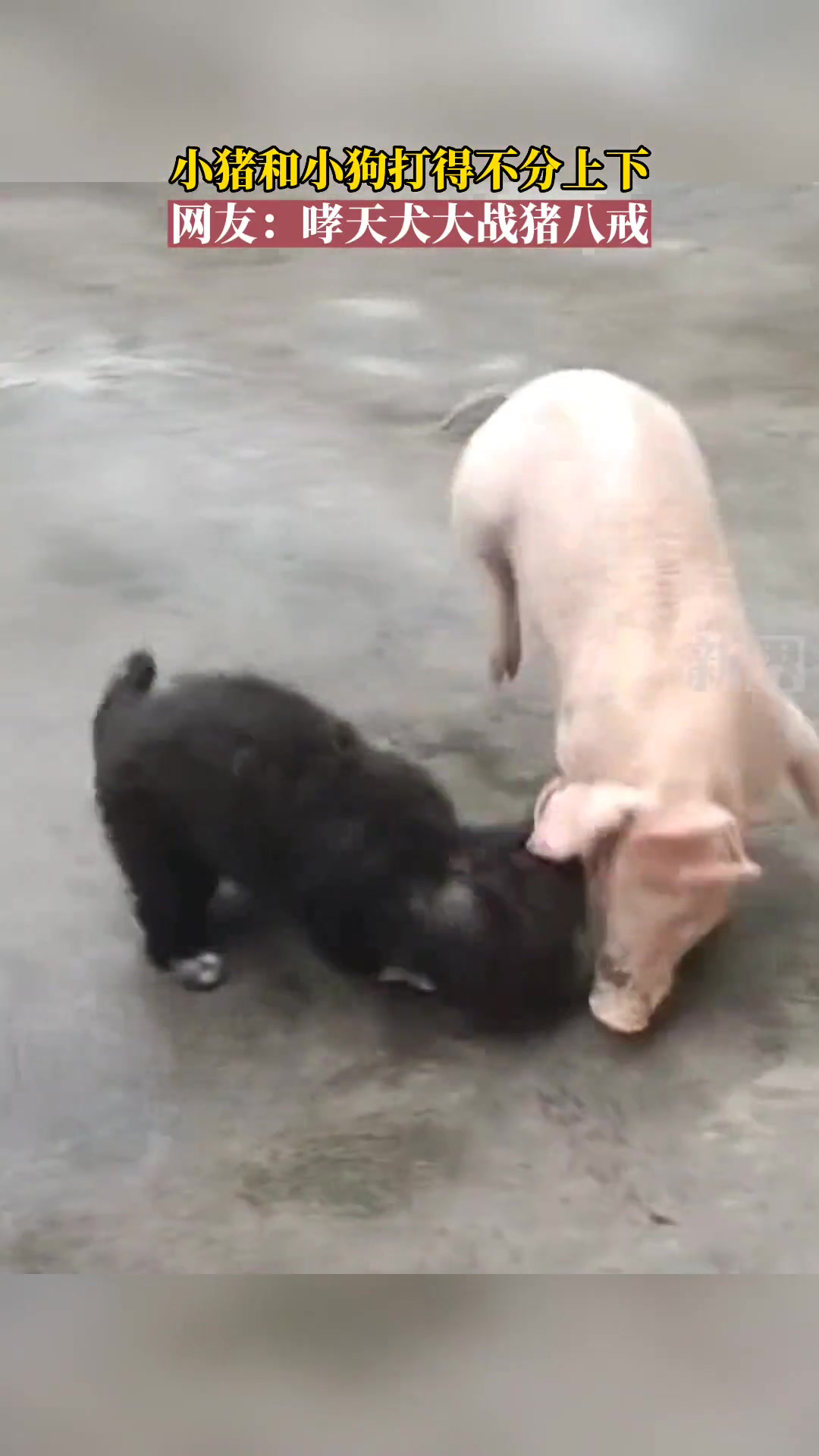这就是“哮天犬大战猪八戒”吗？打得不分上下呀