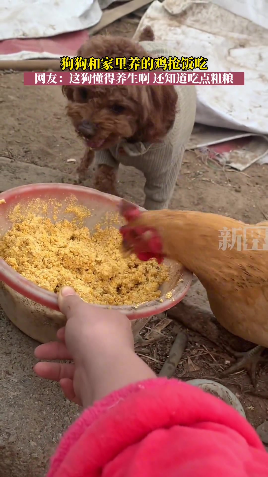 这狗懂得养生啊，还知道吃点粗粮