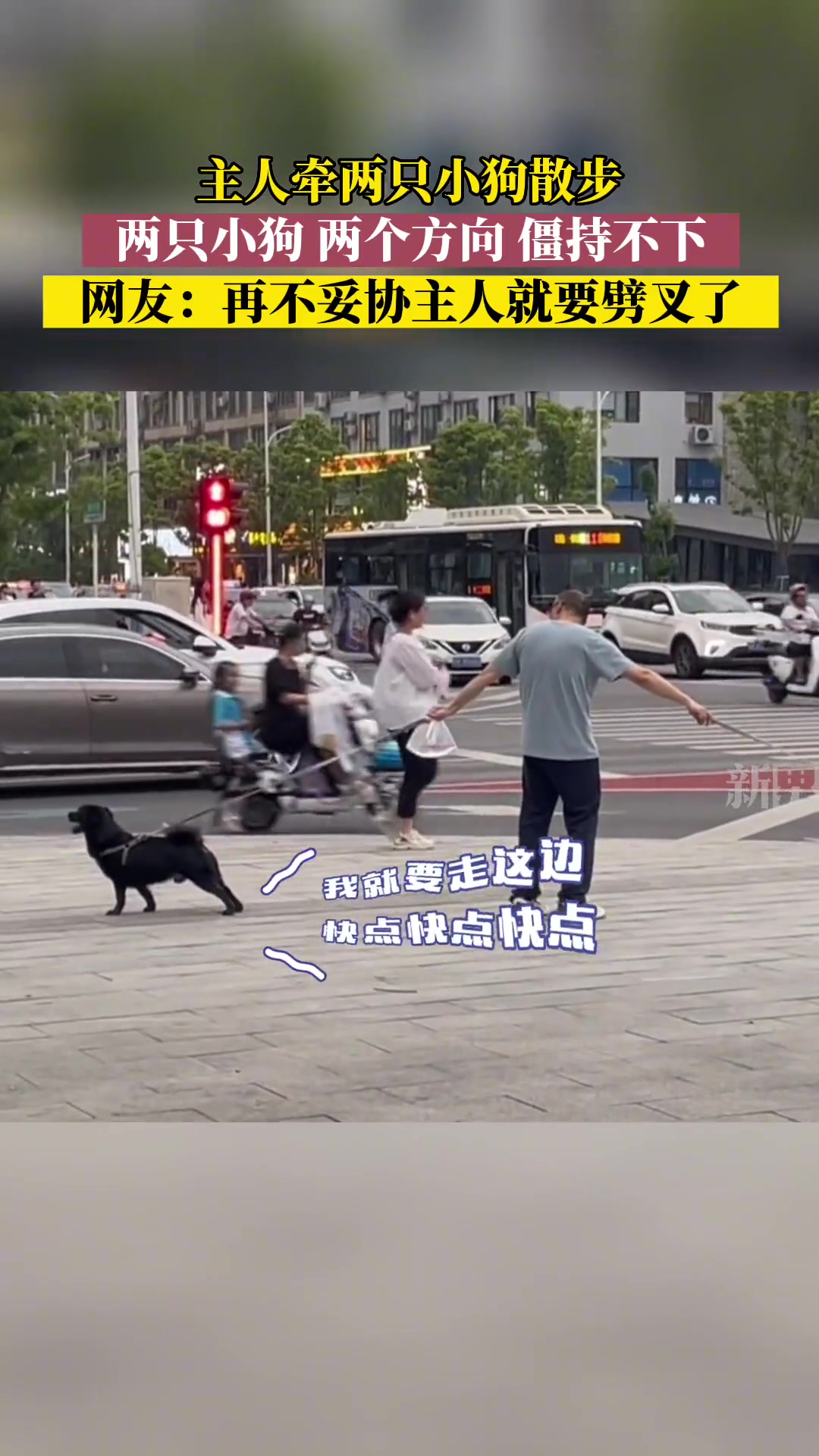 这俩狗子是不是商量好的