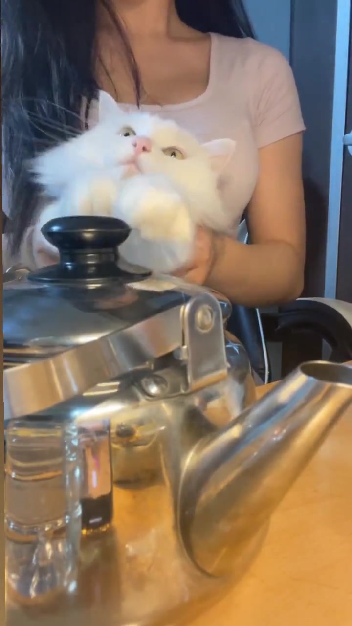 我家的猫 会后空翻~