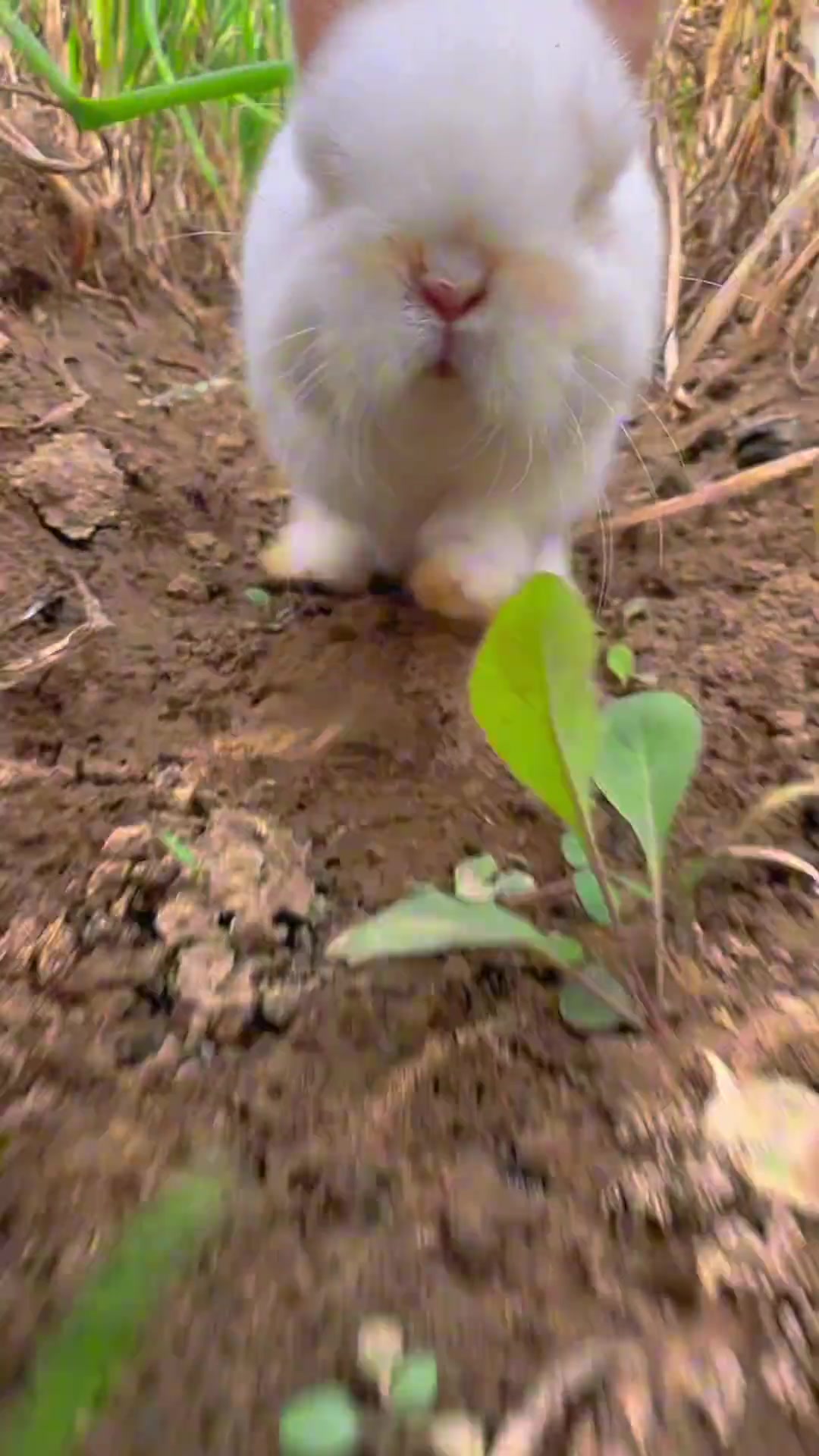 菜园子里小兔子