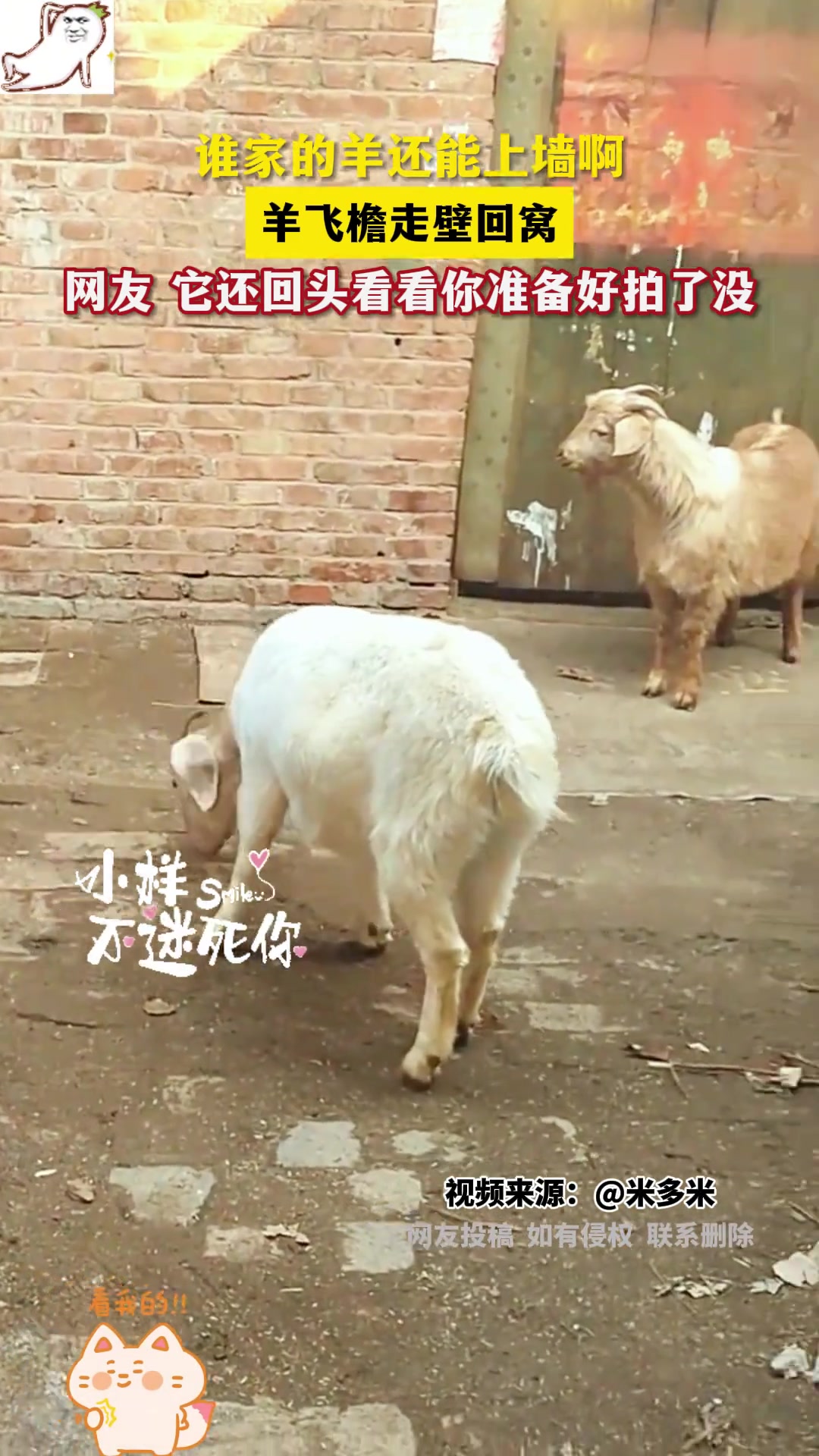这羊绝对是大宗师级别的