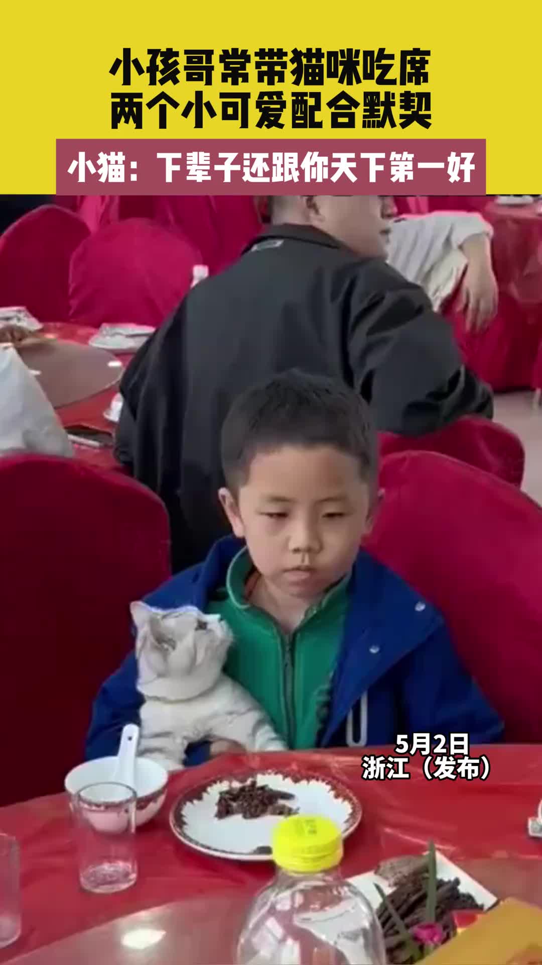 小孩哥常带猫咪吃席，两个小可爱配合默契