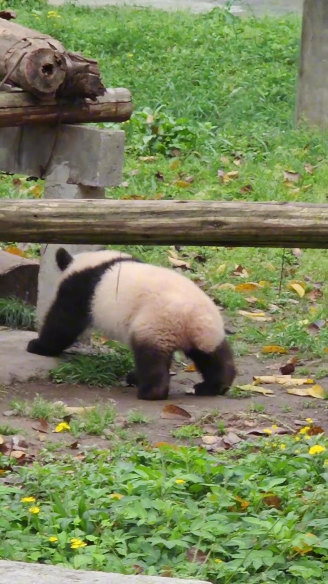 小五这是对着大家崩了个屁吗