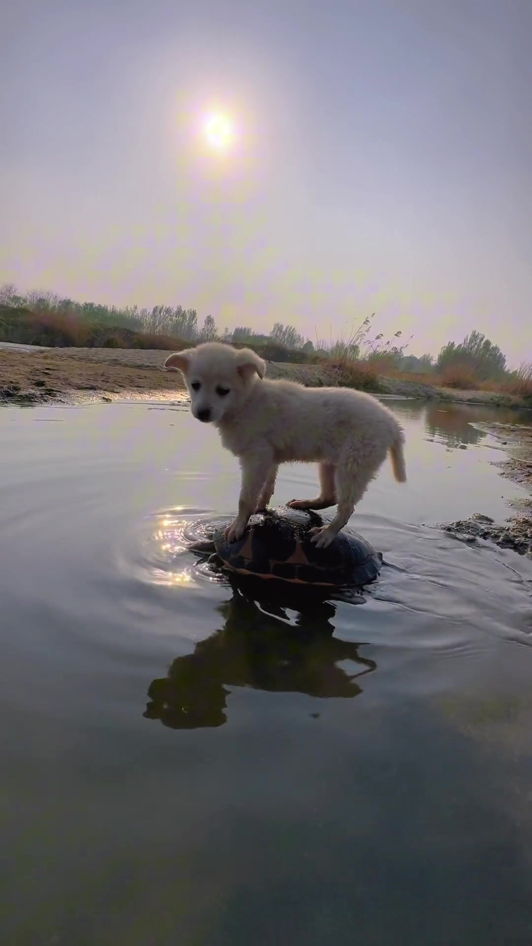 乌龟背狗狗过河