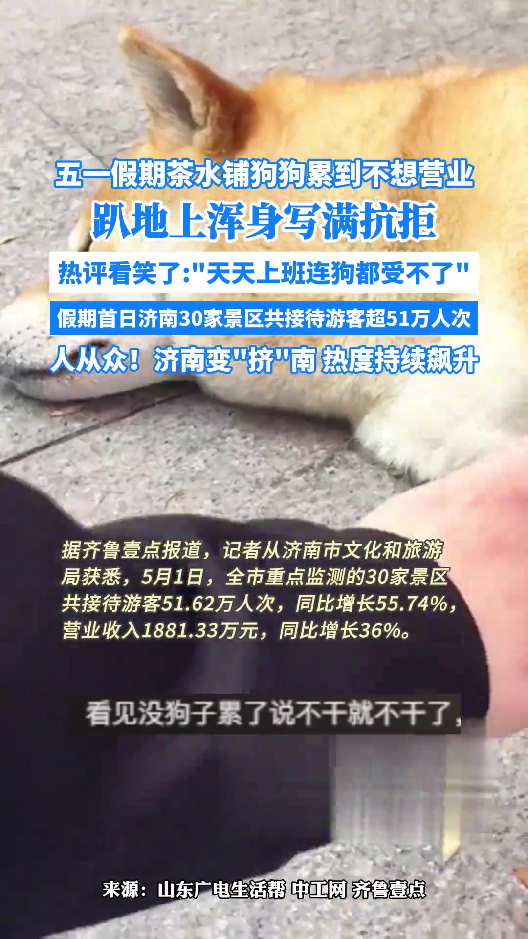 五一假期景区茶水铺 狗狗都累到拒绝营业