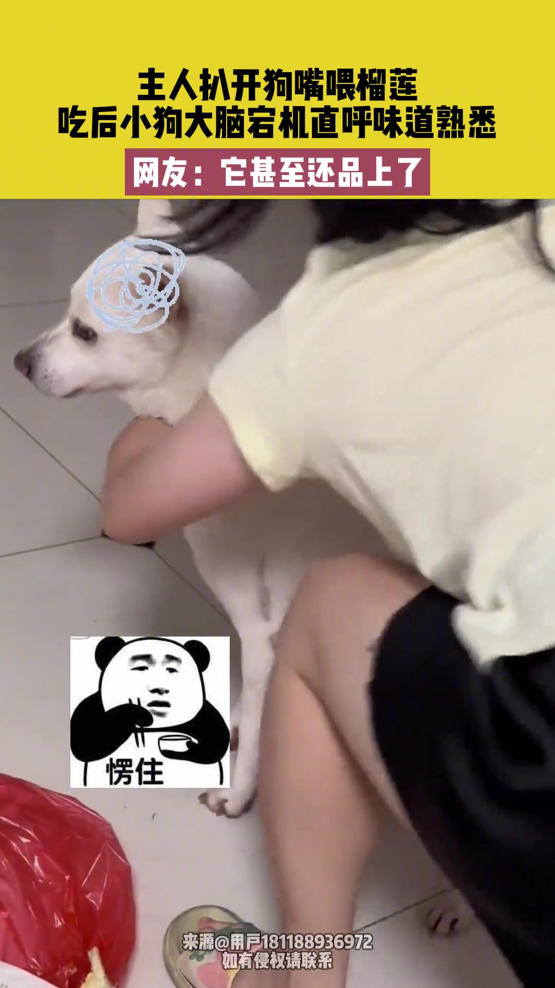 主人给狗子喂榴莲，吃完大脑都宕机了 网友:它还品上了