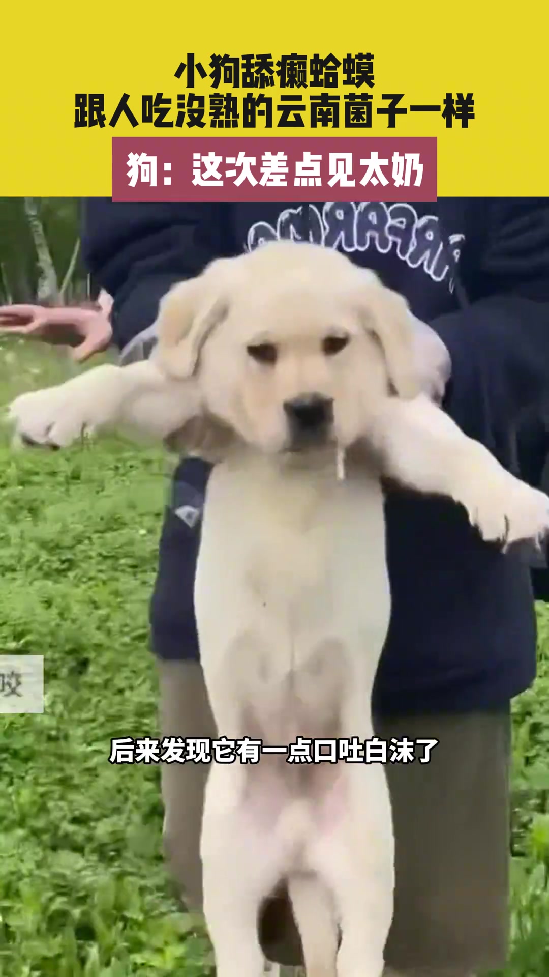 狗子舔完癞蛤蟆口吐白沫直晕乎，差点见太奶了